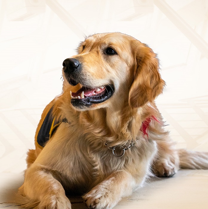 Création site web design